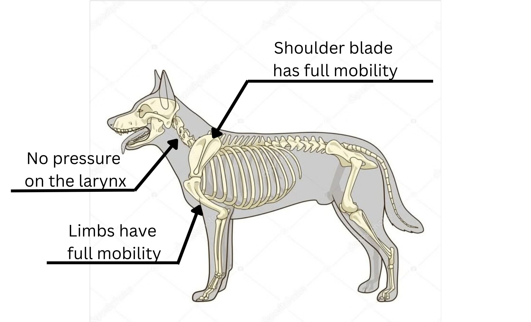 An anatomical diagram shows a dog’s skeleton superimposed over a silhouette of a dog standing in profile, highlighting key physiological considerations for a dog harness. Three black pointer lines indicate specific anatomical regions with accompanying text labels. The top pointer points to the scapula and is labeled "Shoulder blade has full mobility." The middle pointer points to the throat area and reads "No pressure on the larynx." The bottom pointer points to the shoulder joint and humerus, with the text "Limbs have full mobility."